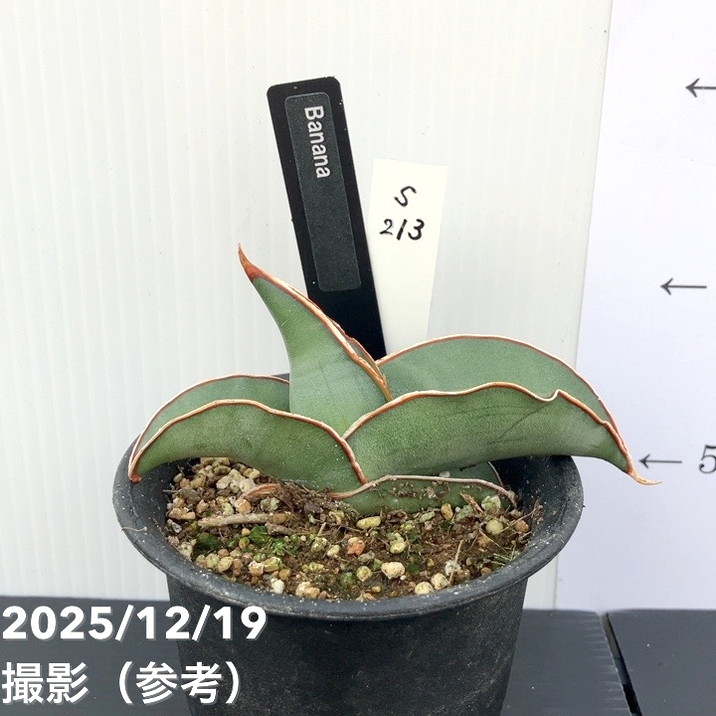 【現品お届け】サンスベリア 3号 バナナ (S213)|観葉02-D2