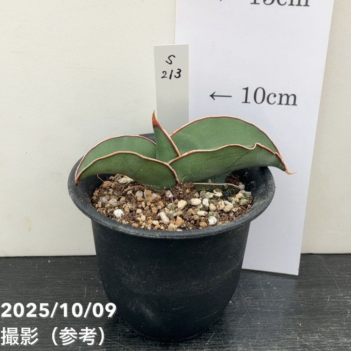 【現品お届け】サンスベリア 3号 バナナ （S213）｜観葉02-D2