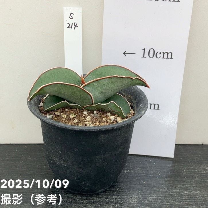 斑入り サンスベリア モンキーバナナ錦　子株付き 斑入り サンスベリア モンキーバナナ錦 子株付き