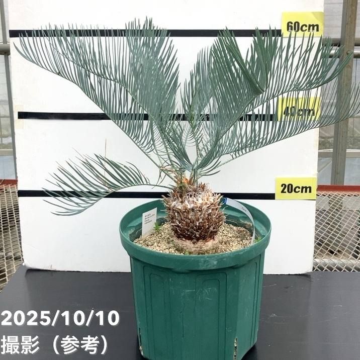 観葉・多肉,ソテツ類の購入なら赤塚植物園オンライン 花の音