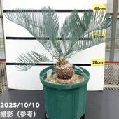 激レア！現品お届け】サイカス カイルンシアナ（ブルーソテツ）9号大鉢