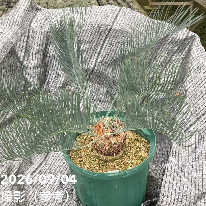 激レア！現品お届け】サイカス カイルンシアナ（ブルーソテツ）10号