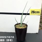 ユーフォルビア ロウウィー 2.5号｜観葉04-PA | 観葉・多肉 | 赤塚