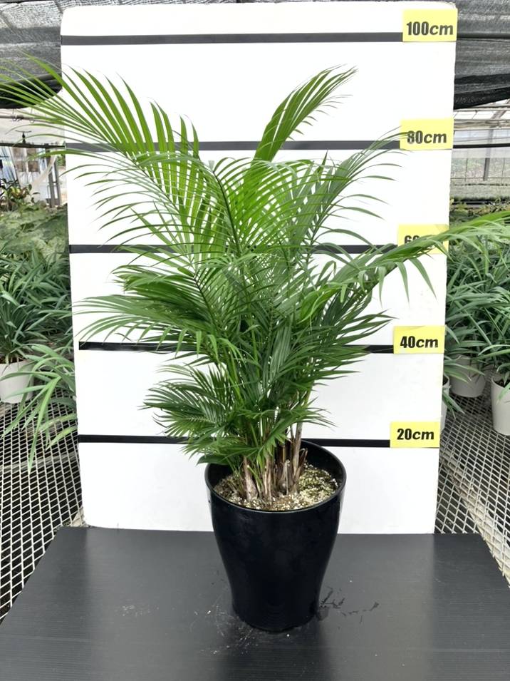 現物「ラベニアヤシ」８号　120ｃｍ　Ravenea rivularis 現物「ラベニアヤシ」8号 120cm Ravenea rivularis ラベニア