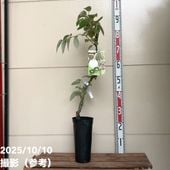 クリスマスローズ 原種 フェチダス 4号ポット｜山野04-PA | 草花