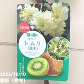 キウイ花粉　令和7年5月18日産トムリ製精花粉３グラム キウイ花粉 令和7年5月18日産トムリ製精花粉3グラム
