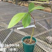 室内観葉 バニラ 3号×2株セット｜観葉02-D2 | 観葉・多肉 | 赤塚植物園