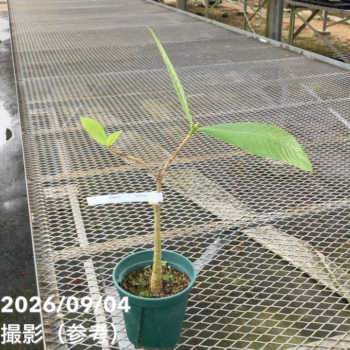 【現品お届け レア斑入り】ユンナンクチナシ Gardenia Sootepensis Hutch.（Gardenia SPP.） 5号 No.1 ｜観葉01-D1