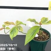 エビネ　エビネ蘭　蘭　苗　〘 e 9 〙 超激 希少 エビネ エビネ蘭 蘭 苗 〘 e 9 〙 超激 希少