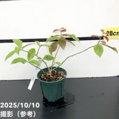 現品お届け】ユーフォルビア トリカデニア Euphorbia trichadenia 5号
