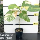 アンスリウム ビッタリフォリウム 3.5号 吊り鉢仕様｜観葉10-TU