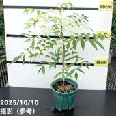 激レア！現品お届け】マクロザミア マクドンネリー Macrozamia