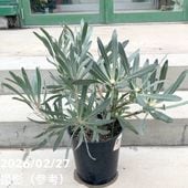 クレマチス アーマンディ系 アップルブロッサム 5号｜草花10-TU | 草花