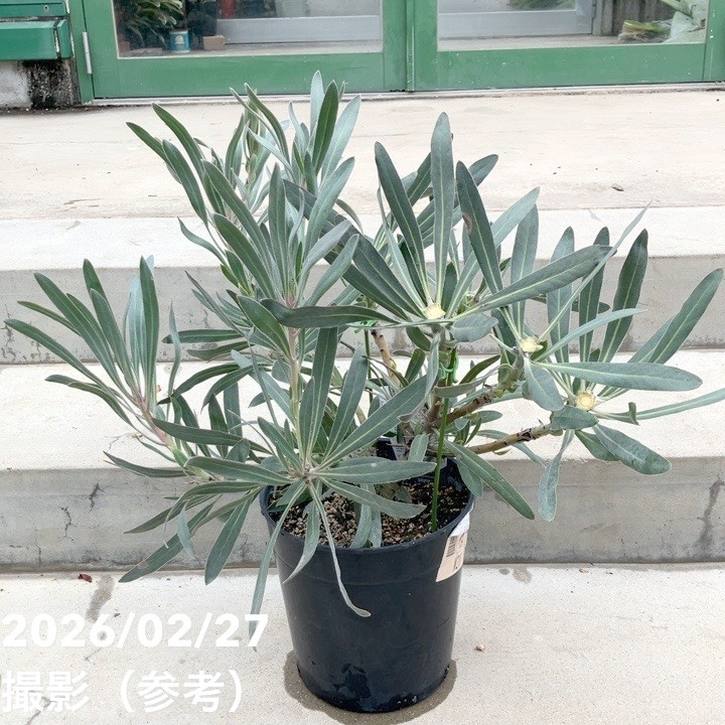 【お買い得! 現品お届け】プロテア ジュリエット(5花付き)7号|花木10-TU