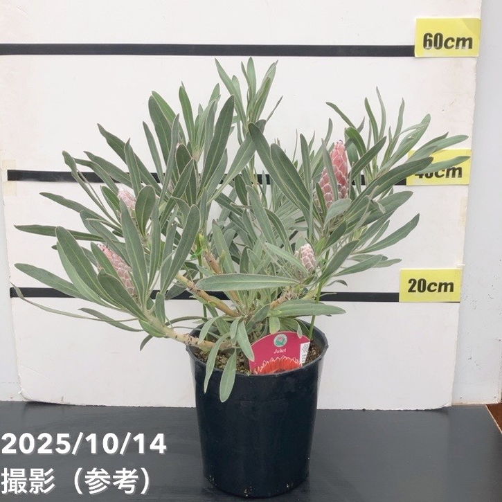 【現品お届け】プロテア ジュリエット（5花付き）7号｜花木10-TU