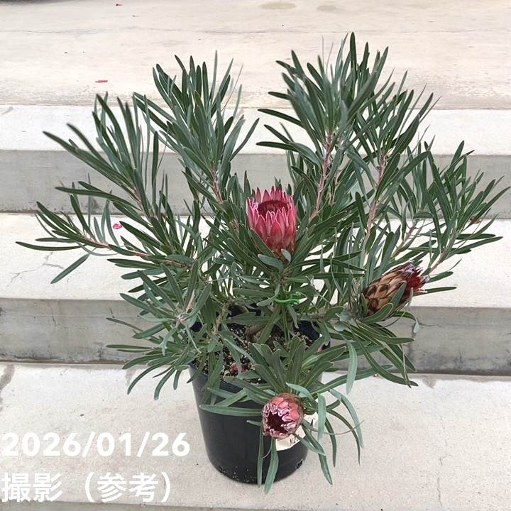 【特価 現品お届け】プロテア ピクシー（3花付き）7号｜花木10-TU