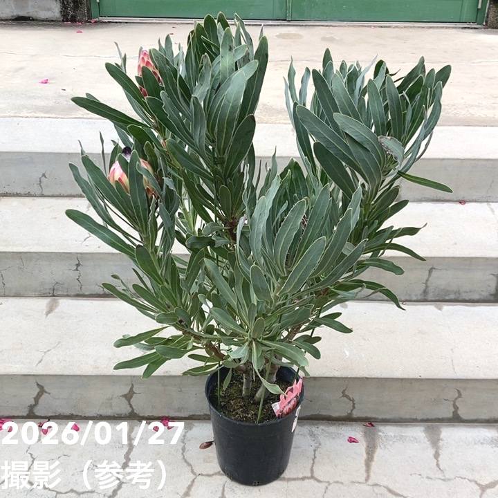 花木・庭木,[オージープランツ]の購入なら赤塚植物園オンライン 花の音