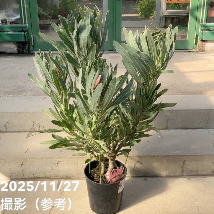 特価 現品お届け】プロテア ポッサムマジック（4花付き）7号｜花木10