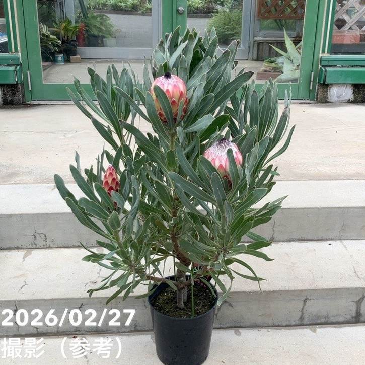 【お買い得 現品お届け】プロテア ポッサムマジック(3花付き)7号|花木10-TU