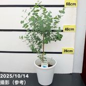 秋セール対象商品】フィンガーライム 5号ロングスリット鉢