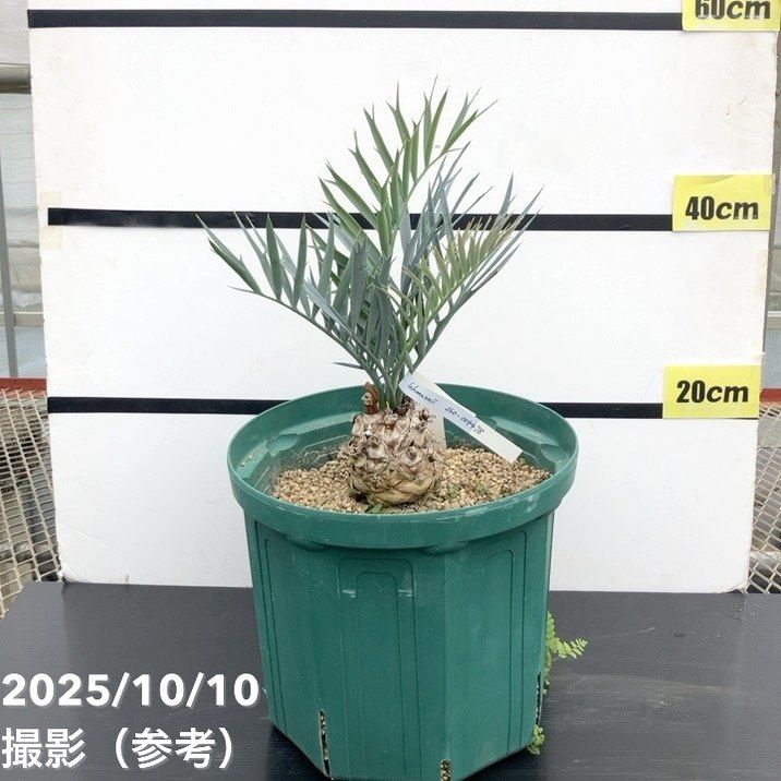 【お盆セール】斑入りソテツ 双頭 / 沖縄産 極希少 極上個体 蘇轍 錦 Yahoo!オークション -「ソテツ 斑入り」の落札相場・落札価格