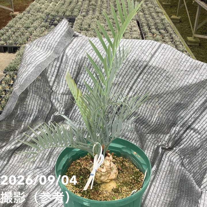 観葉・多肉,ソテツ類の購入なら赤塚植物園オンライン 花の音｜花苗