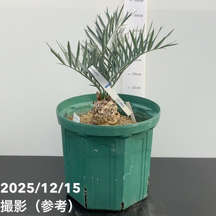 観葉・多肉,ソテツ類の購入なら赤塚植物園オンライン 花の音｜花苗