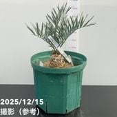 クリスマスローズ 原種 クロアチカス 5号ポット｜山野04-PA | 草花