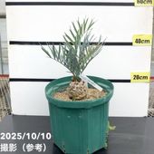 フィロデンドロン　フロリダビューティー　2.5号鉢ロング フィロデンドロン フロリダビューティー 2.5号鉢ロング