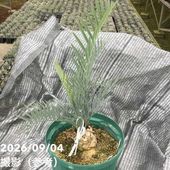 激レア！現品お届け】サイカス カイルンシアナ（ブルーソテツ）8号