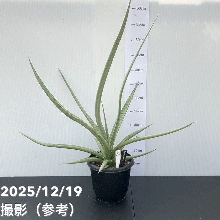 観葉・多肉,サンセベリア,1点物の購入なら赤塚植物園オンライン 花の音