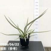 サンスベリア 3.5号角鉢 サムライドワーフ Samurai dwalf 9cmポット
