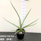 現品お届け】アンスリウム キングオブスペード King of spade（HU）3.5