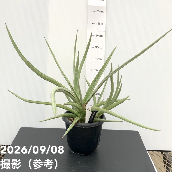 【現品お届け】サンスベリア 5号 ダンシングドラゴン（S217）｜観葉02-D2