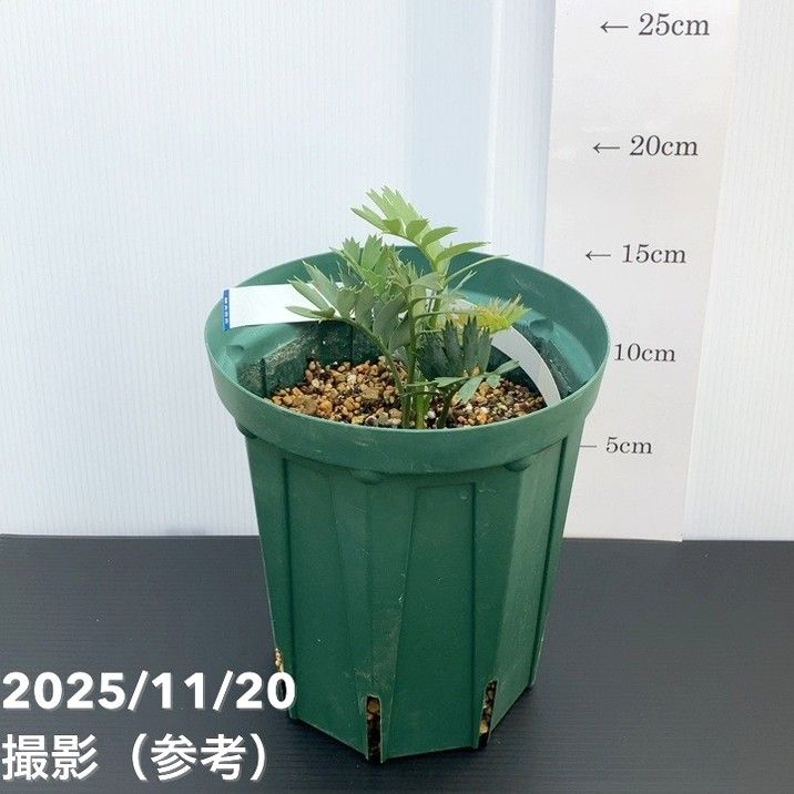 観葉・多肉,ソテツ類の購入なら赤塚植物園オンライン 花の音｜花苗