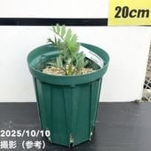 激レア！現品お届け】サイカス カイルンシアナ（ブルーソテツ）6号