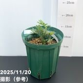 激レア！現品お届け】サイカス カイルンシアナ（ブルーソテツ）8号