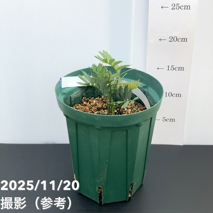 【激レア!現品お届け】エンセファラルトス ホリダス(ヒメオニソテツ) 5号ロングスリット鉢 240-004293|観葉01-D1