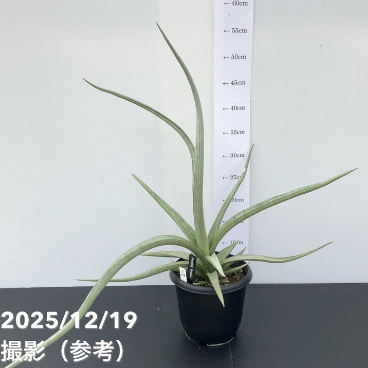 観葉・多肉,サンセベリア,1点物の購入なら赤塚植物園オンライン 花の音