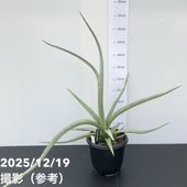 期間限定10％OFF！】サンスベリア 4号 ムーンシャイン 白陶器鉢仕様