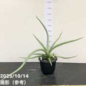 今*！様 アンスリウム キングオブスぺーズ バタフライ アンスリウム キングオブスペード バタフライ : r/plants