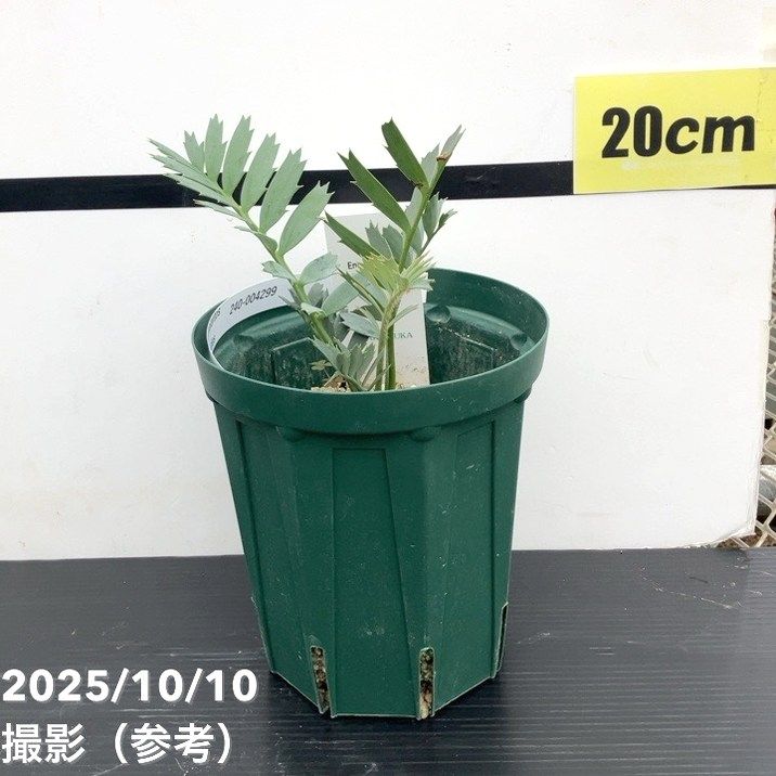 ソテツ 観葉植物 白鉢 約100cm 10号　現品　新芽が出てきました。 ソテツ 観葉植物 白鉢 約100cm 10号 現品 新芽が出てきました。