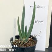 パキラ ミルキーウェイ 6号 色白さん 観葉植物 大型 658 パキラ ミルキーウェイ 6号 色白さん 観葉植物 大型 658 パキラ