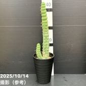 ユーフォルビア トリゴナ 白斑 5号｜花木04-PA | 観葉・多肉,[珍しい