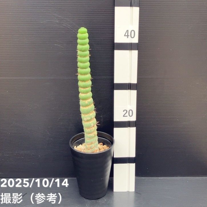 現品お届け】ユーリキニア カスタネア スピラリス 4号（4