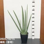 アガベ 5号 イスメンシス 兜蟹 カブトガニ｜観葉01-D1 | 観葉・多肉