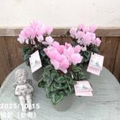 期間限定10％OFF！】【激レア！現品お届け】サンスベリア 6号 スノー