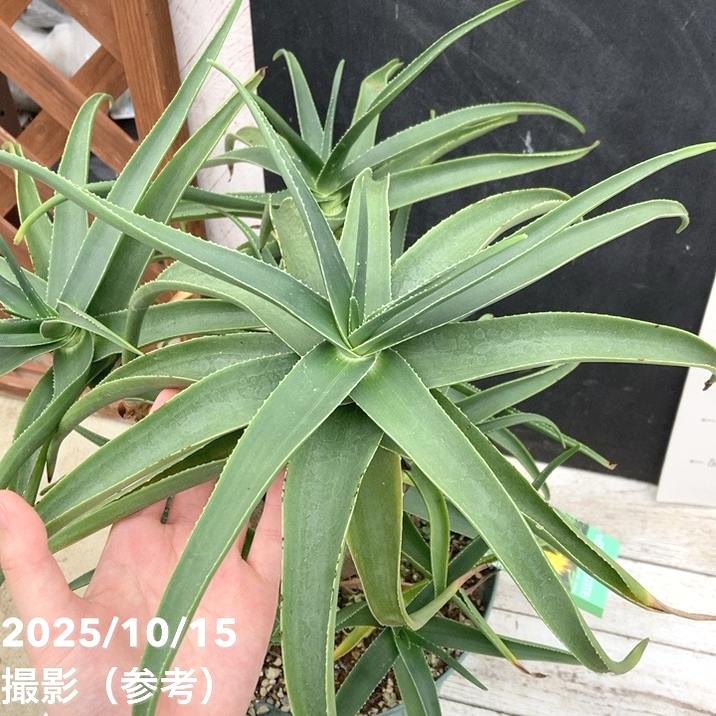 【現品】アロエ・ストリアツラ　耐寒性の高いアロエ　9号　CA番 現品】アロエ・ストリアツラ Aloe striatula 耐寒性の高いアロエ