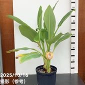 地湧金蓮（チユウキンレン） 6号ポット ｜草花10-TU | 草花,[多年草