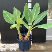 地湧金蓮（チユウキンレン） 10号｜s200｜草花04-PA | 草花,[多年草
